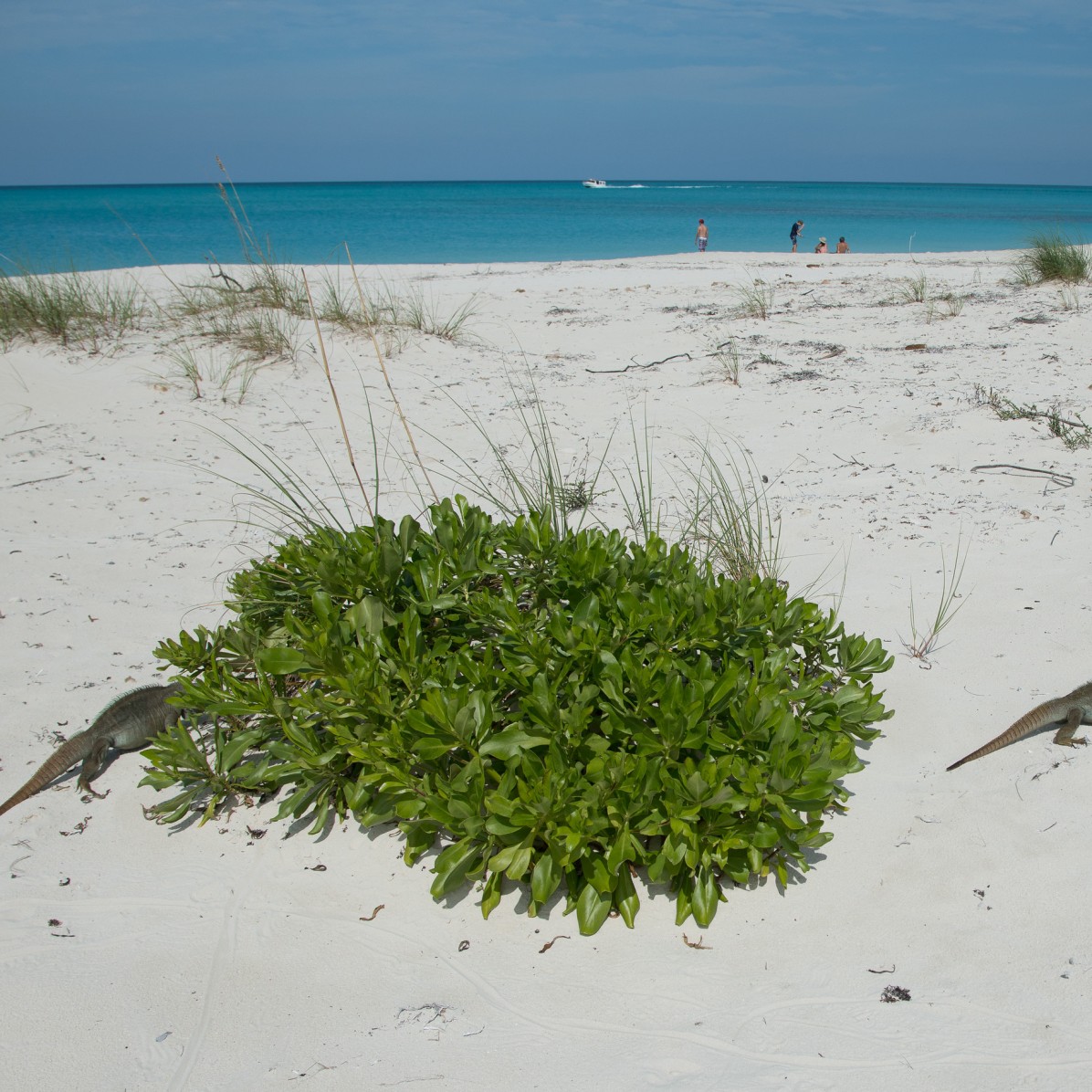 Little Water Cay (Iguana Island), Turks and Caicos